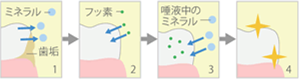 フッ素塗布